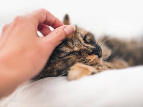 A sick kitten comforted during at-home pet euthanasia by Time2SayGoodbye.