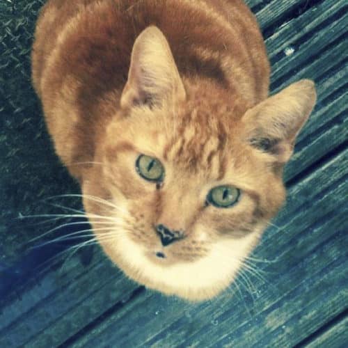 Pumpkin, recently put-to-sleep at home by veterinary surgeon Nigel Bradfield. Pet euthanasia by Time2SayGoodbye.